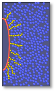 Sketch of a cell with thin appendages growing into a blue background